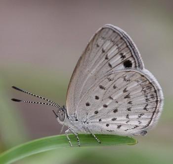 Candalides geminus