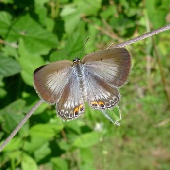 Euchrysops cnejus
