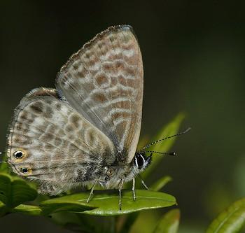 Leptotes pirithous