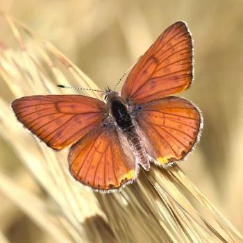 Lycaena gorgon