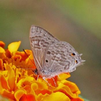 Anthene princeps