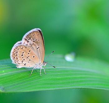 Acytolepis lilacea