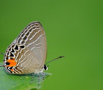 jamides philatus