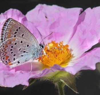 Plebejus zephyrinus