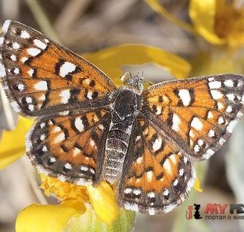 Apodemia duryi