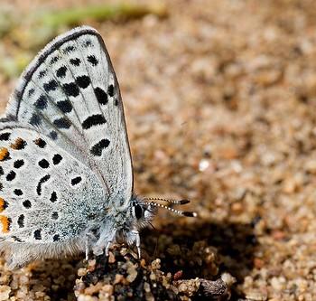 Euphilotes ancilla