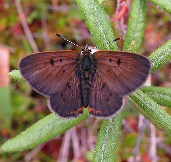 Lycaena epixanthe