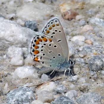 Plebejus sephirus