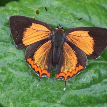 Heliophorus brahma
