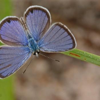 Hemiargus ceraunus