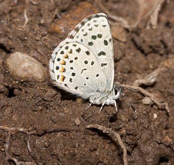 Euphilotes intermedia