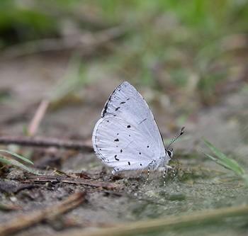 Udara albocaerulea