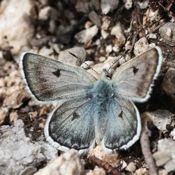 Plebejus dardanus