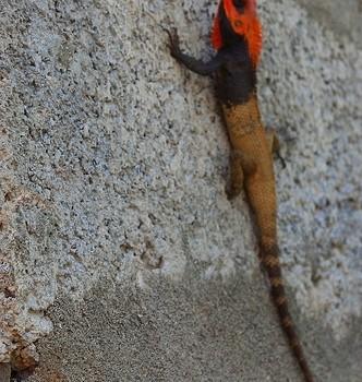 Agama himalayana (Агама гималайская)