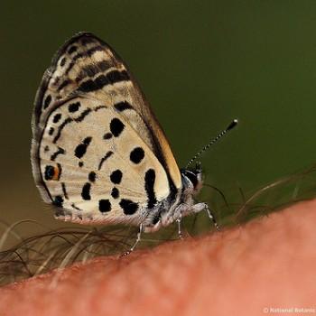 Azanus mirza