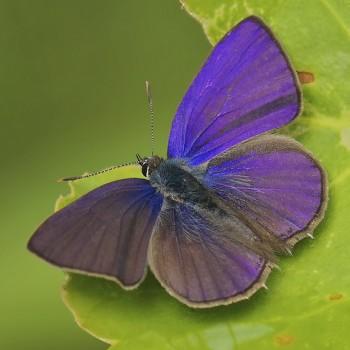 Anthene emolus