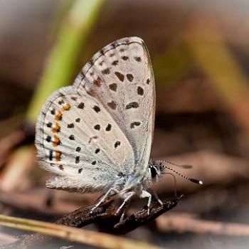 Euphilotes enoptes