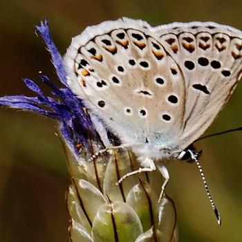 Plebejus hesperica