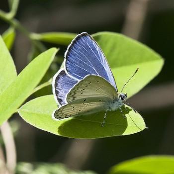 Celastrina oreas