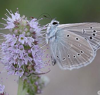 Polyommatus fulgens