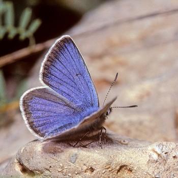 Polyommatus coelestina