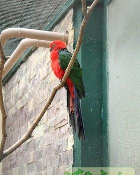Амбоинский королевский попугай