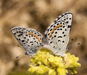 Euphilotes battoides