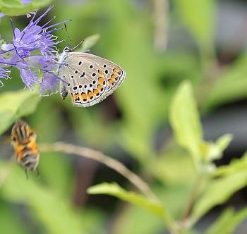 Polyommatus erotides