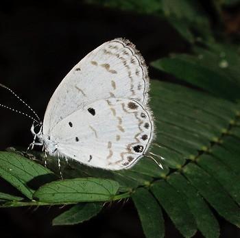 Thermoniphas micylus