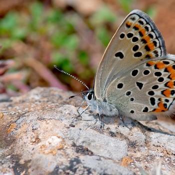 Plebejus pylaon