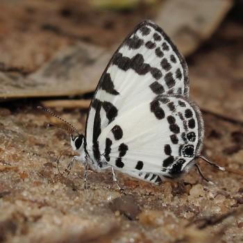 Tuxentius carana