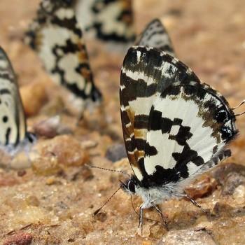 Uranothauma falkensteini