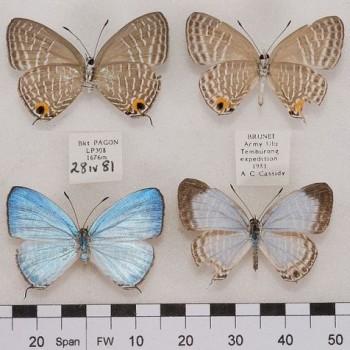 jamides virgulatus