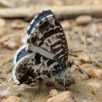 Cacyreus audeoudi