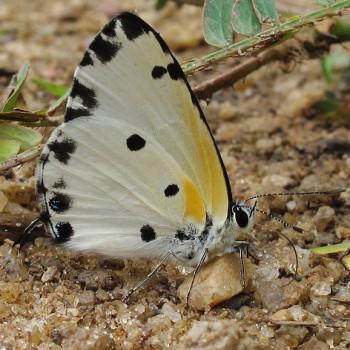 Phlyaria cyara