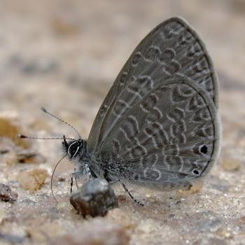 Pseudonacaduba sichela