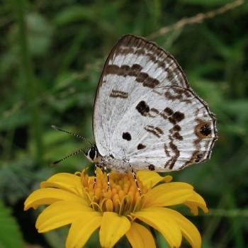Anthene sylvanus