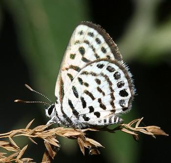 Tarucus balkanica