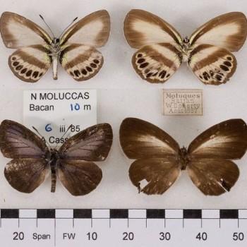 Nothodanis schaeffera