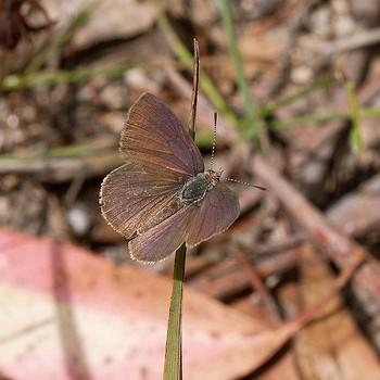 Candalides erinus