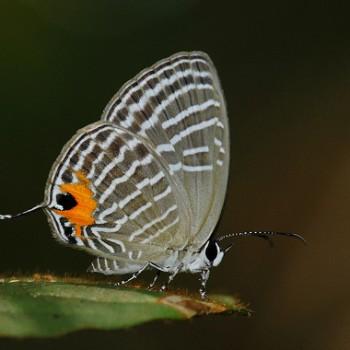 jamides elpis