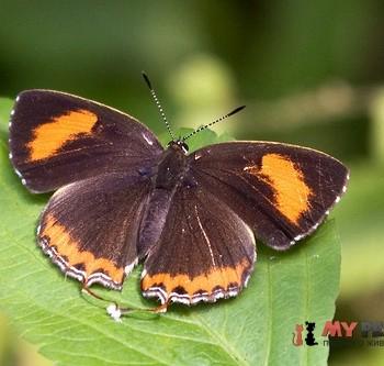 Heliophorus ila
