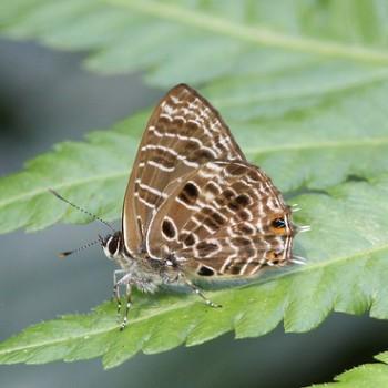 Anthene larydas