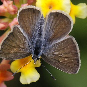 azanus ubaldus