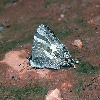 Sahulana scintillata