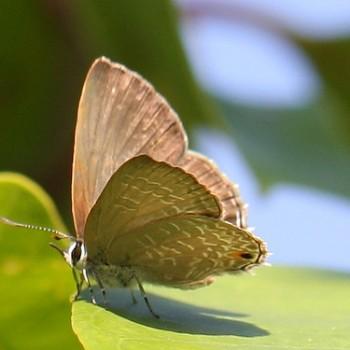 Anthene seltuttus
