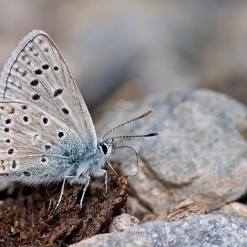 Polyommatus menelaos