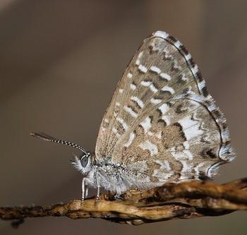 Theclinesthes serpentata