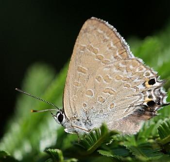 Theclinesthes miskini
