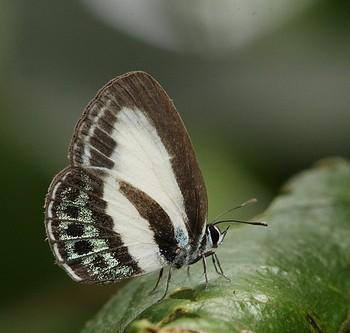 Nacaduba cyanea